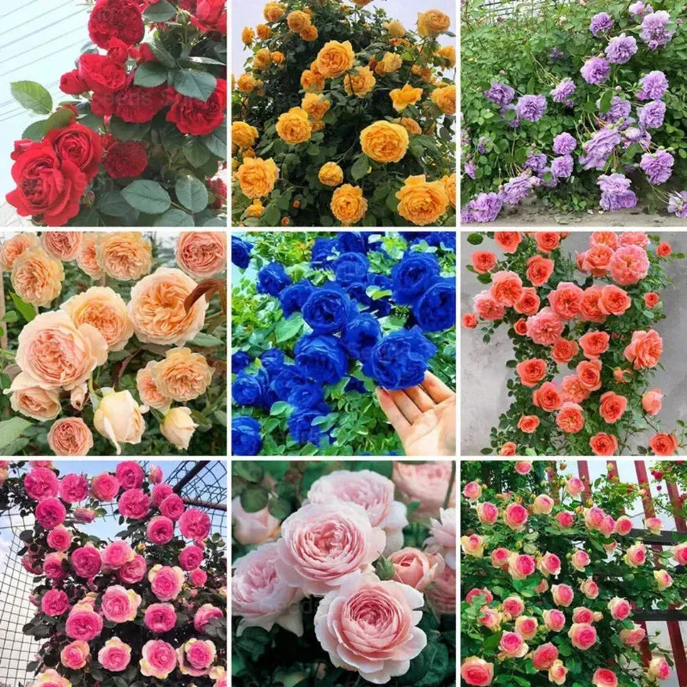 Rare Colour Climbing Rose Seeds + Plant Growth Supplement Free