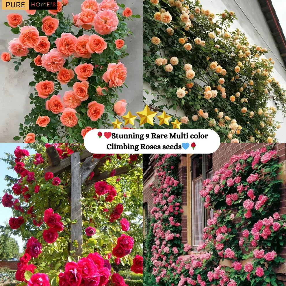 Rare Colour Climbing Rose Seeds + Plant Growth Supplement Free