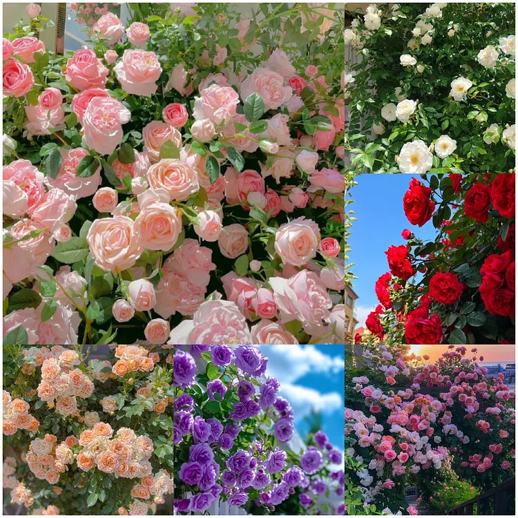 Rare Colour Climbing Rose Seeds + Plant Growth Supplement Free