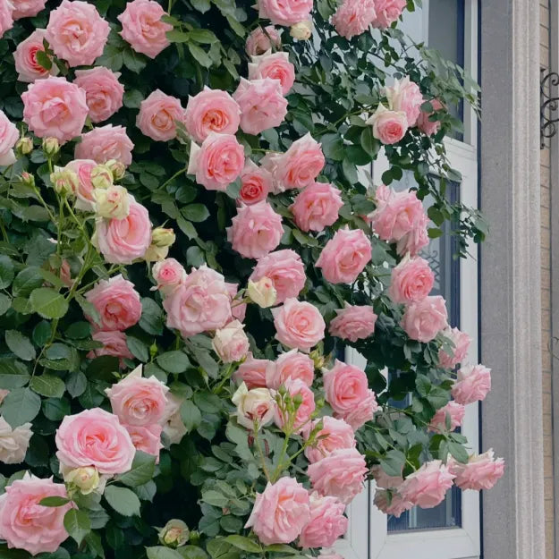 Rare Colour Climbing Rose Seeds + Plant Growth Supplement Free