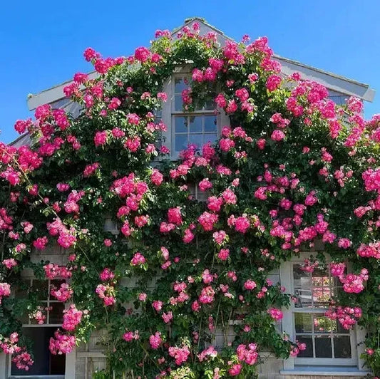 Rare Colour Climbing Rose Seeds + Plant Growth Supplement Free