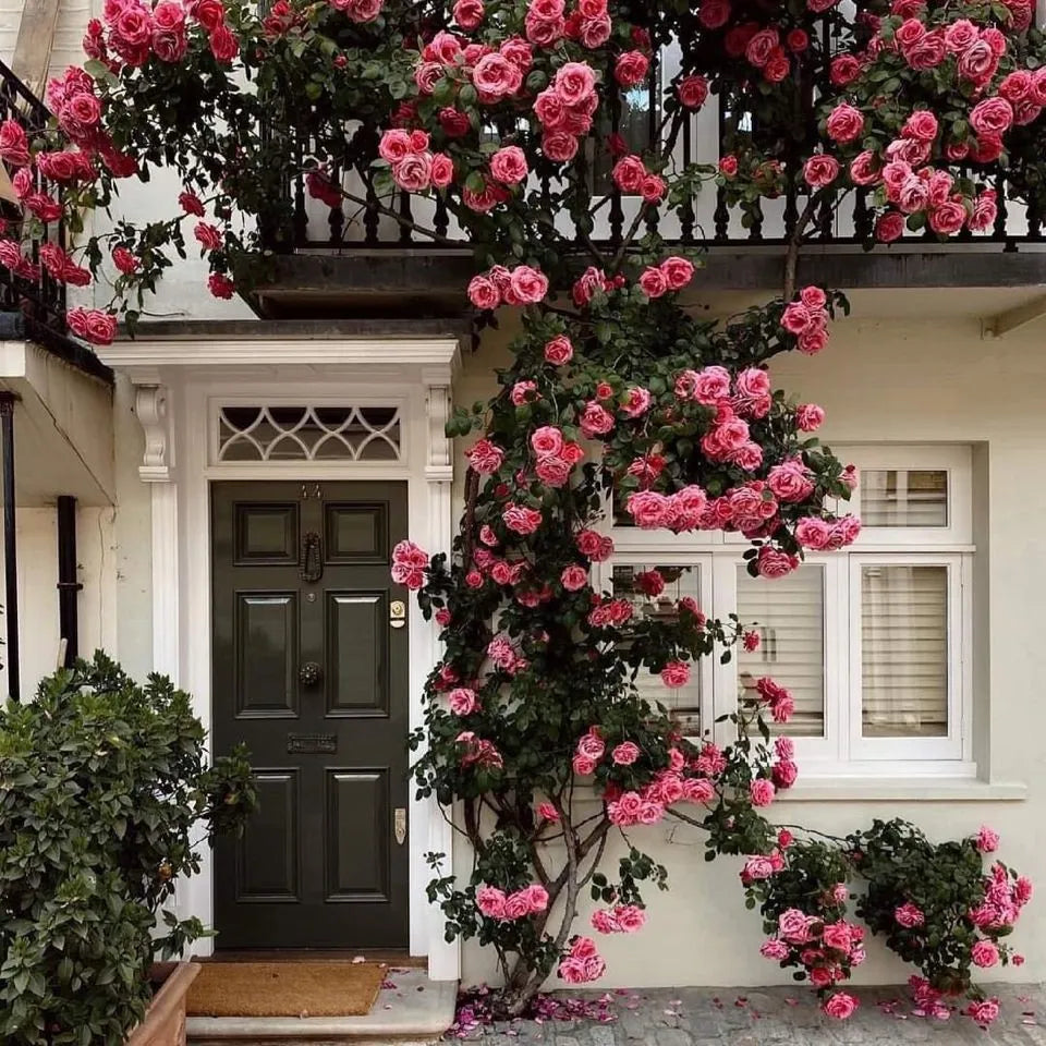Rare Colour Climbing Rose Seeds + Plant Growth Supplement Free