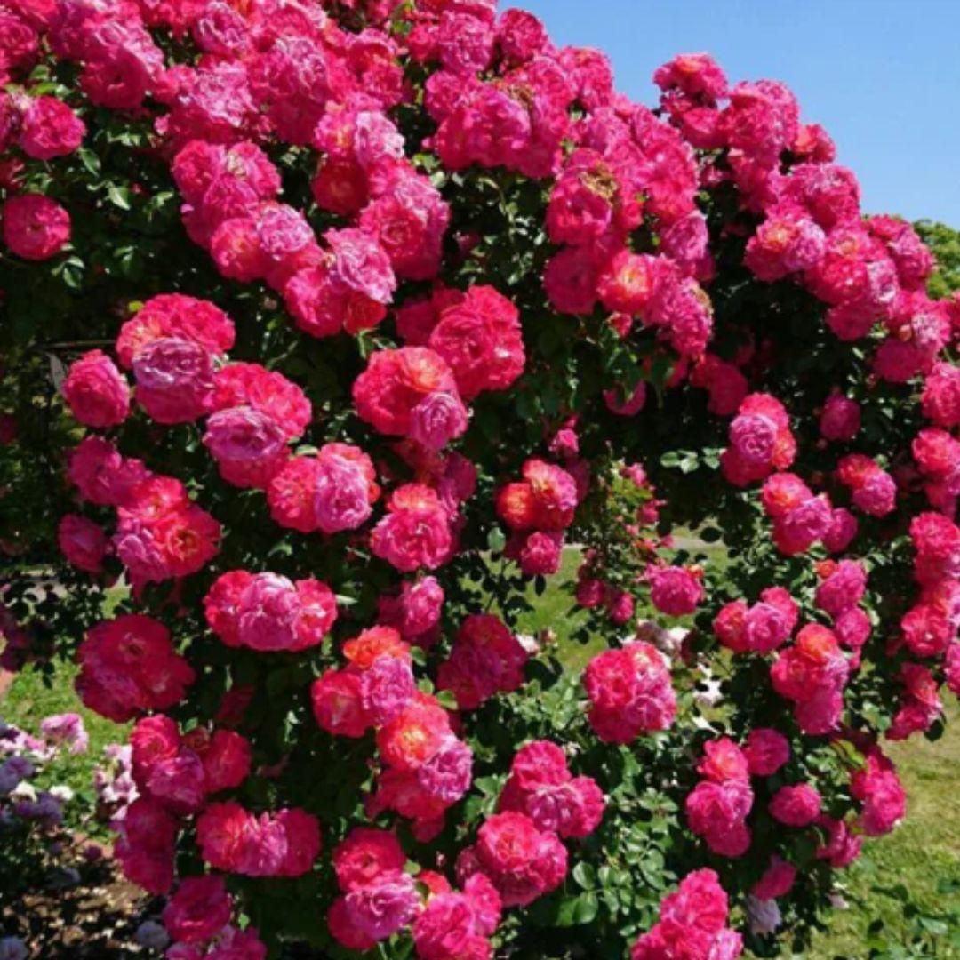 Rare Colour Climbing Rose Seeds + Plant Growth Supplement Free