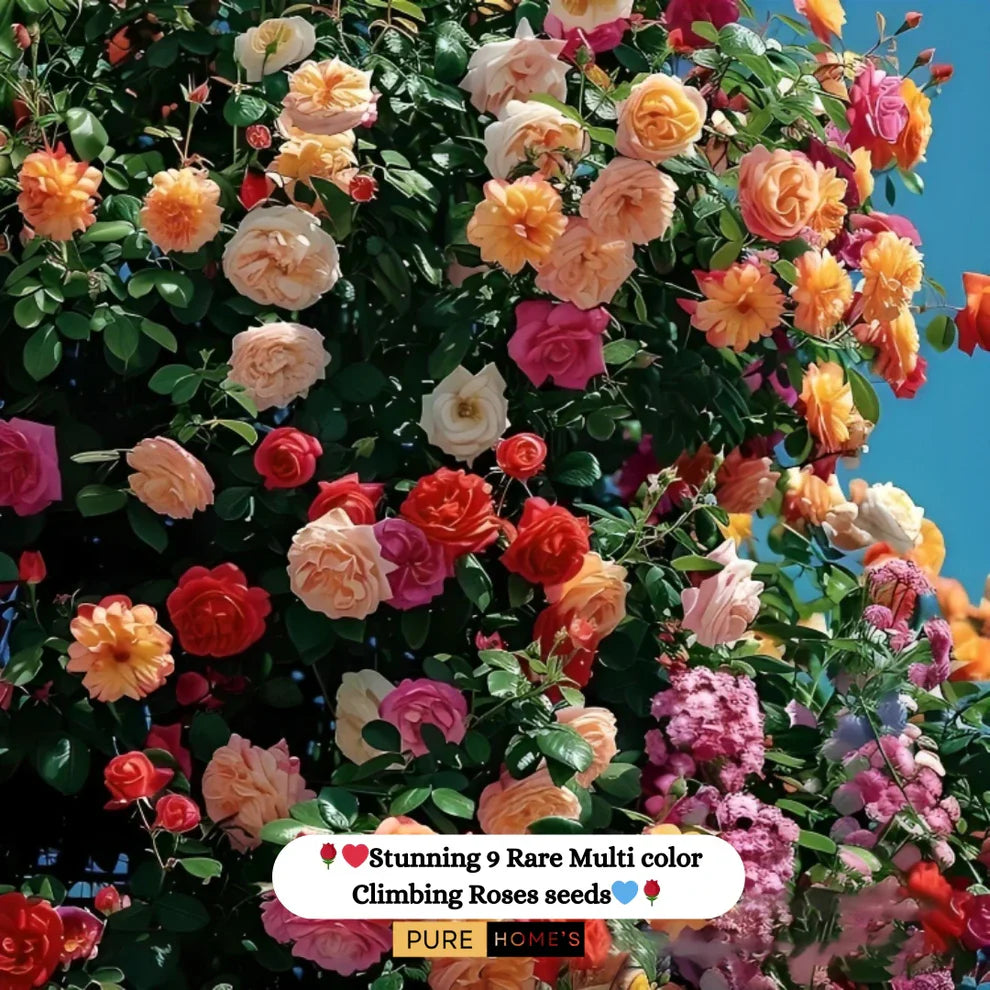 Rare Colour Climbing Rose Seeds + Plant Growth Supplement Free