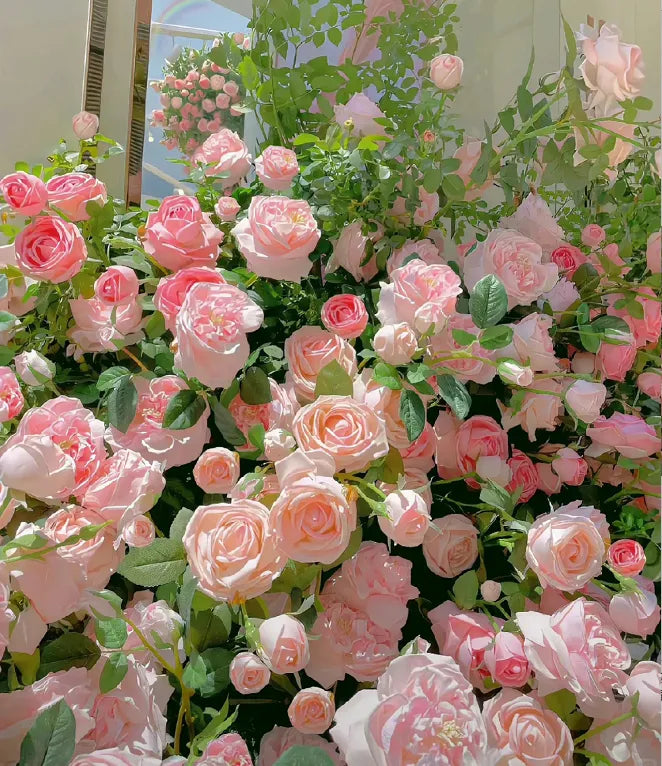 Rare Colour Climbing Rose Seeds + Plant Growth Supplement Free