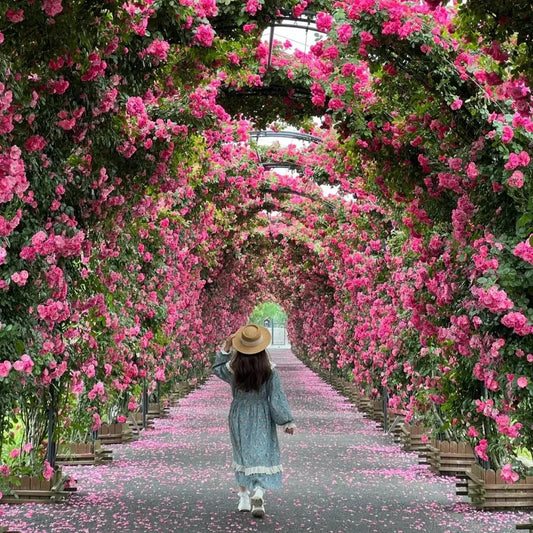Rare Colour Climbing Rose Seeds + Plant Growth Supplement Free